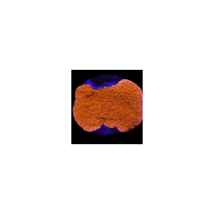 Montipora spp. (Sunburst) (frag) | SPS-kivikoralli | Akvaar…