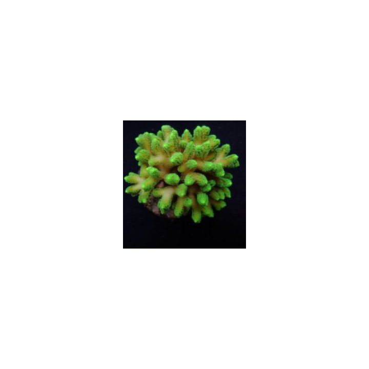 Seriatopora caliendrum (Green) (frag) | SPS stony coral | A…