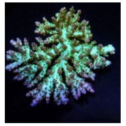 Acropora desalwii (frag) | SPS stony coral | Akvaariokeidas