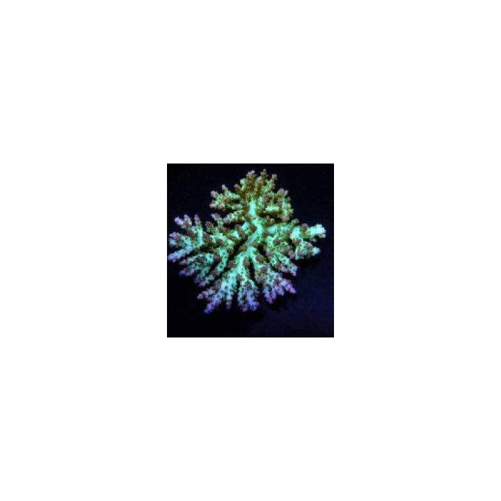 Acropora desalwii (frag) | SPS stony coral | Akvaariokeidas
