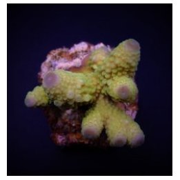 Acropora humilis (Green) (frag) | SPS stony coral | Akvaari…