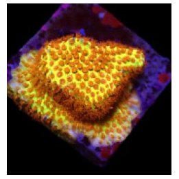 Stylocoeniella-Montipora spp. (Burning Banana) (frag) | SPS…