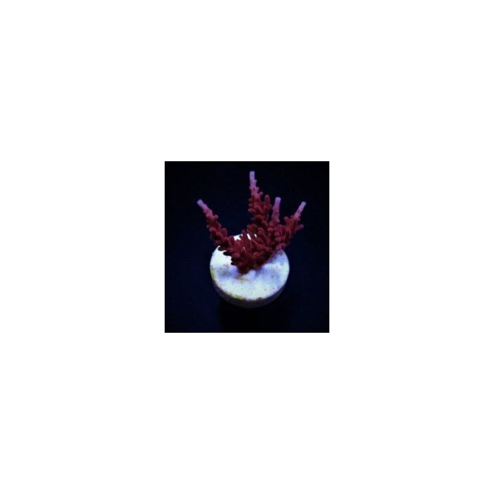 Acropora spp. (DJM Signature) (frag) | SPS-kivikoralli | Ak…