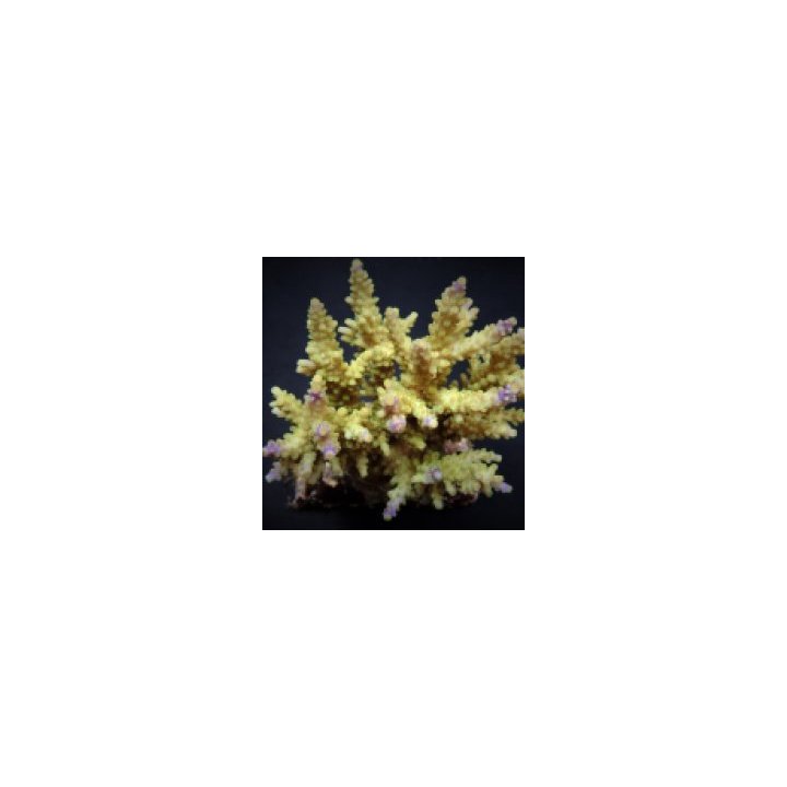 Acropora cerealis (frag) | Akvaariokeidas