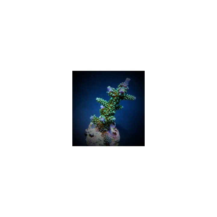 Acropora hoeksemai (frag) | SPS-kivikoralli | Akvaariokeidas