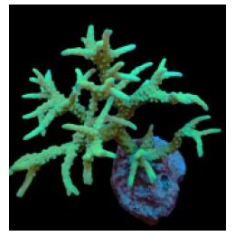 Anacropora spp. (Yellow-Green) (frag) | SPS-kivikoralli | A…