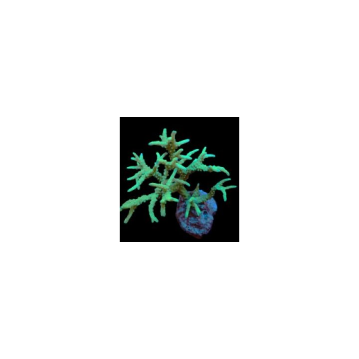 Anacropora spp. (Yellow-Green) (frag) | SPS-kivikoralli | A…