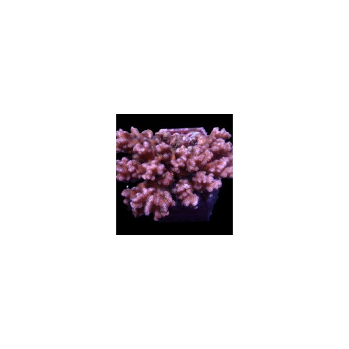 Pocillopora damicornis (Pink) (frag) | SPS stony coral | Ak…