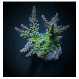 Acropora austera (frag) | SPS-kivikoralli | Akvaariokeidas