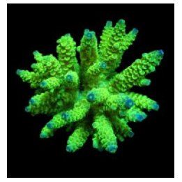Acropora tenuis (Greenish) (frag) | SPS-kivikoralli | Akvaa…