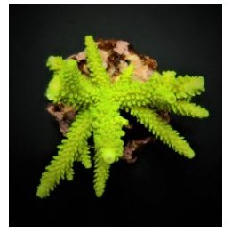 Acropora formosa (Green) (frag) | SPS-kivikoralli | Akvaari…