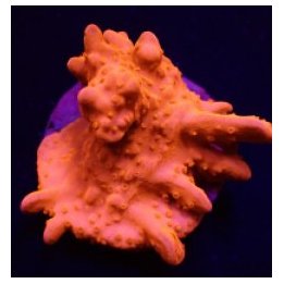 Montipora setosa (frag) | SPS stony coral | Akvaariokeidas