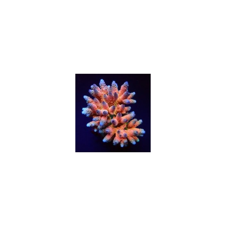 Acropora millepora (Rainbow) (frag) | Akvaariokeidas