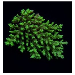 Acropora aculeus (frag) | SPS stony coral | Akvaariokeidas