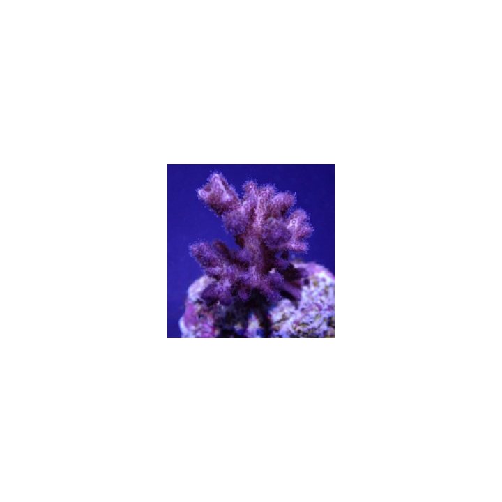 Pocillopora acuta (Pink-Purple) (frag) | SPS stony coral | …