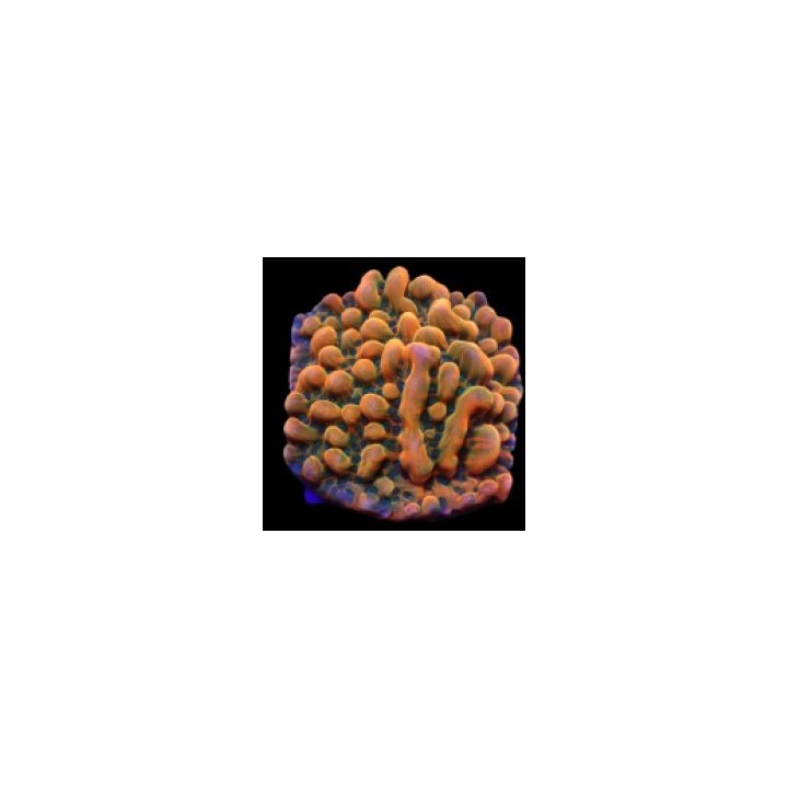 Montipora danae (JF Brain Freeze) (frag) | SPS stony coral …