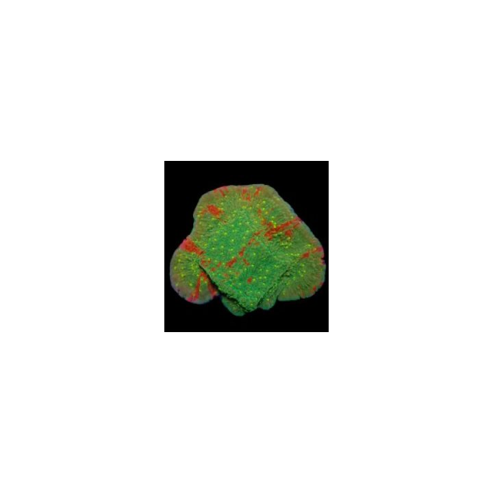 Montipora spp. (WWC Sunfire Grafted) (frag) | SPS-kivikoral…