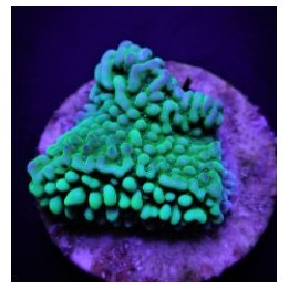 Montipora danae (Premium) (frag) | SPS-kivikoralli | Akvaar…