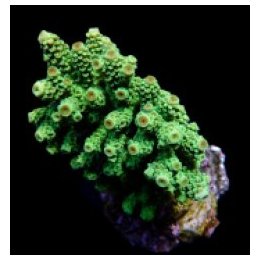Acropora florida (frag) | SPS-kivikoralli | Akvaariokeidas
