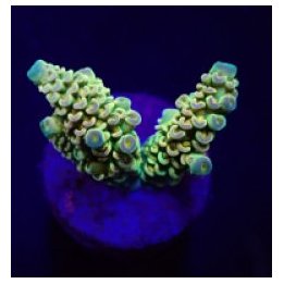 Acropora tenuis (Rainbow) (frag) | SPS stony coral | Akvaar…