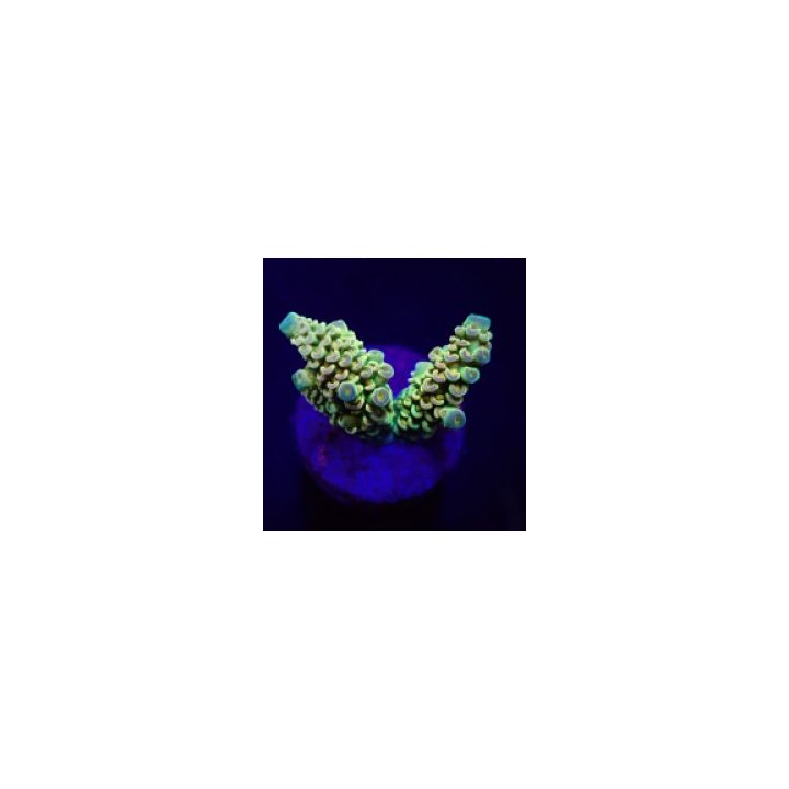 Acropora tenuis (Rainbow) (frag) | Akvaariokeidas