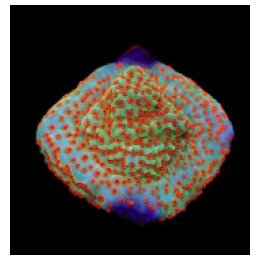 Montipora spp. (Reverse Sunset) (frag) | SPS stony coral | …