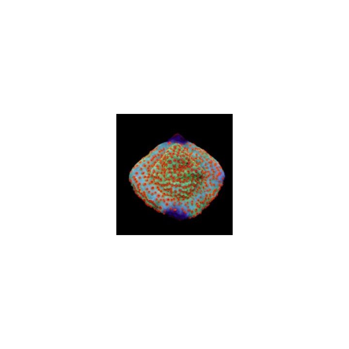 Montipora spp. (Reverse Sunset) (frag) | SPS stony coral | …