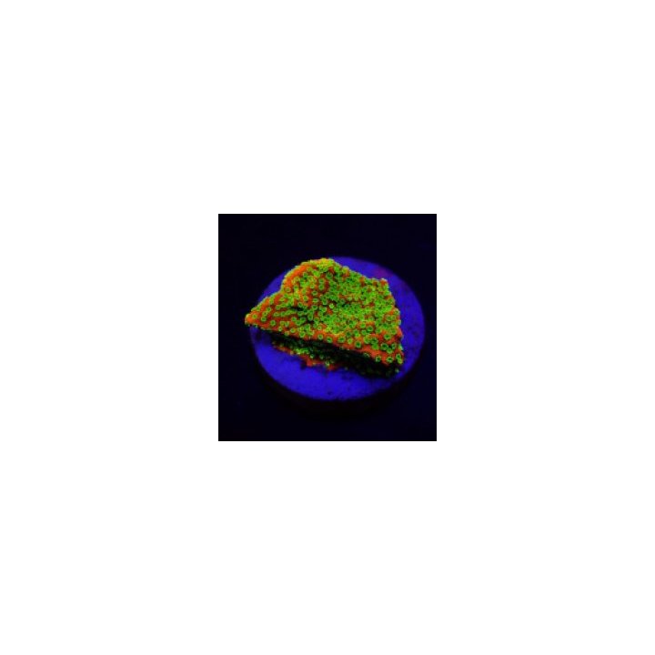 Montipora spp. (Sunset) (frag) | Akvaariokeidas