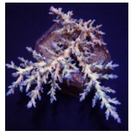 Acropora echinata (Ice Fire) (frag) | SPS-kivikoralli | Akv…