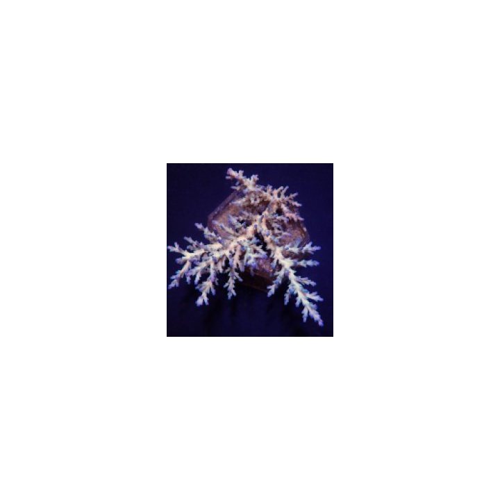 Acropora echinata (Ice Fire) (frag) | SPS-kivikoralli | Akv…