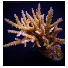 Acropora loisetteae (frag) | SPS-kivikoralli | Akvaariokeid…