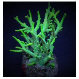 Acropora suharsonoi (frag) | SPS-kivikoralli | Akvaariokeid…