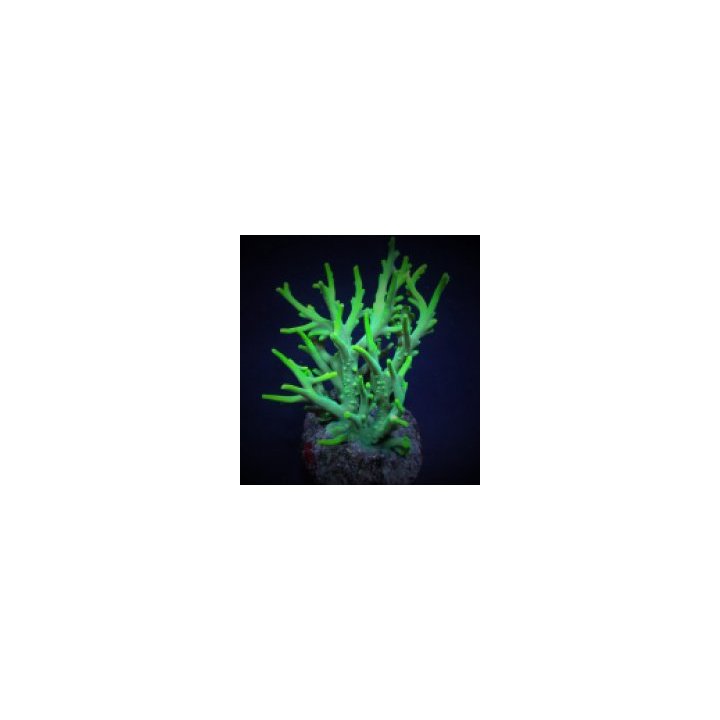 Acropora suharsonoi (frag) | SPS-kivikoralli | Akvaariokeid…