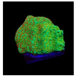 Montipora spp. (Fruity Pebbles) (frag) | SPS-kivikoralli | …