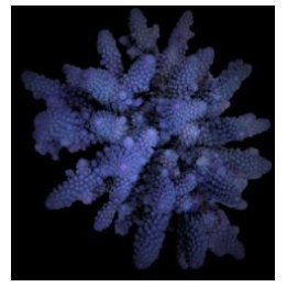 Acropora digitifera (frag) | SPS stony coral | Akvaariokeid…
