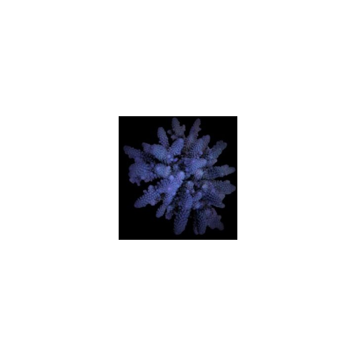 Acropora digitifera (frag) | SPS stony coral | Akvaariokeid…