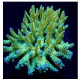 Acropora dendrum (frag) | SPS-kivikoralli | Akvaariokeidas