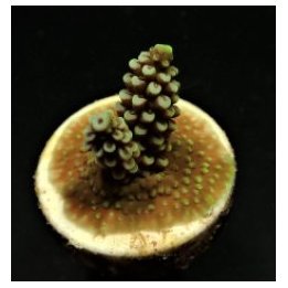 Acropora spp. (Grade A) (frag) | SPS-kivikoralli | Akvaario…