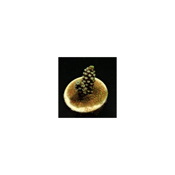 Acropora spp. (Grade A) (frag) | SPS-kivikoralli | Akvaario…