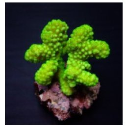 Pocillopora verrucosa (Yellow-Green) (frag) | SPS stony cor…