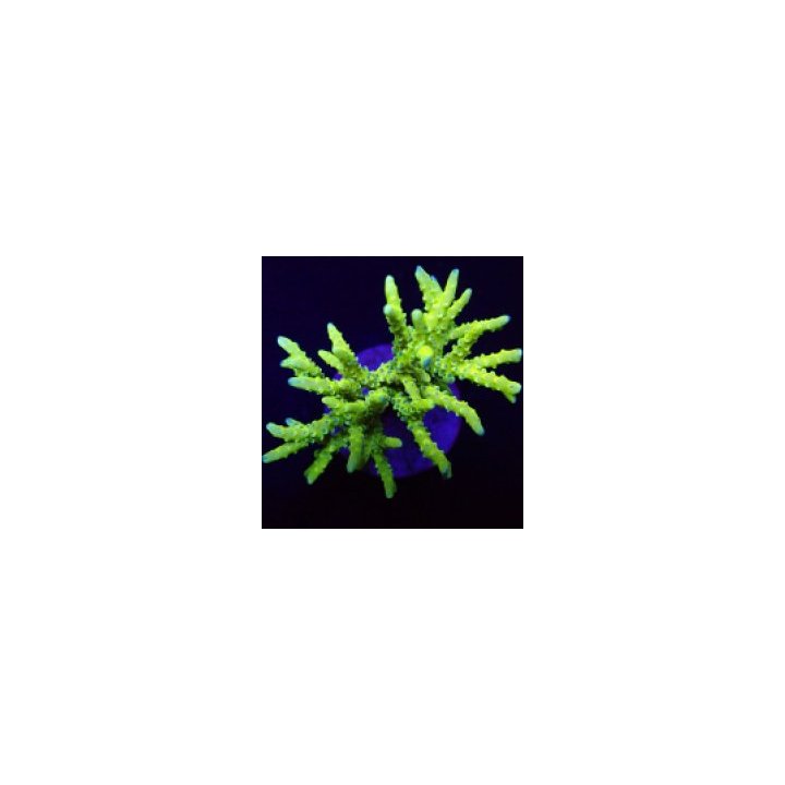 Anacropora spp. (Green Goblin) (frag) | SPS stony coral | A…