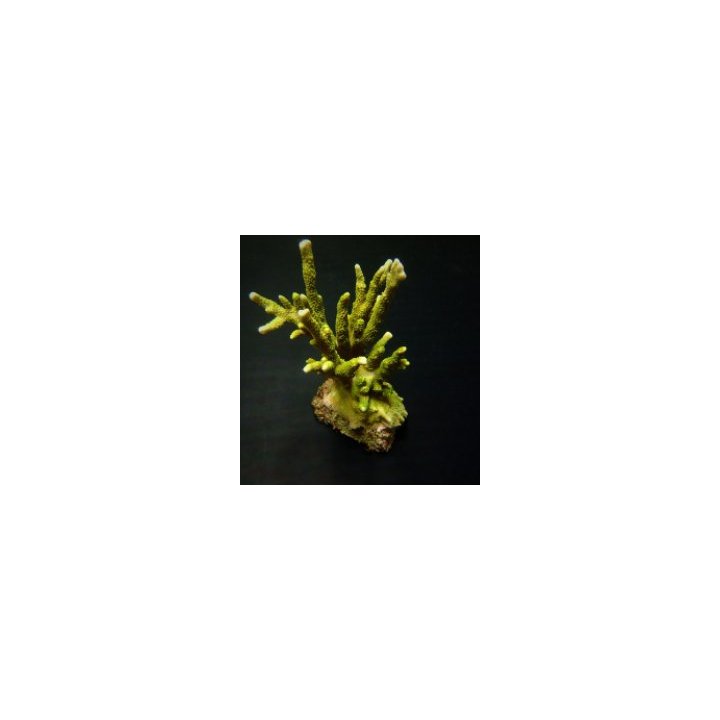 Montipora spp. (Branched) (Green) (frag) | SPS stony coral …