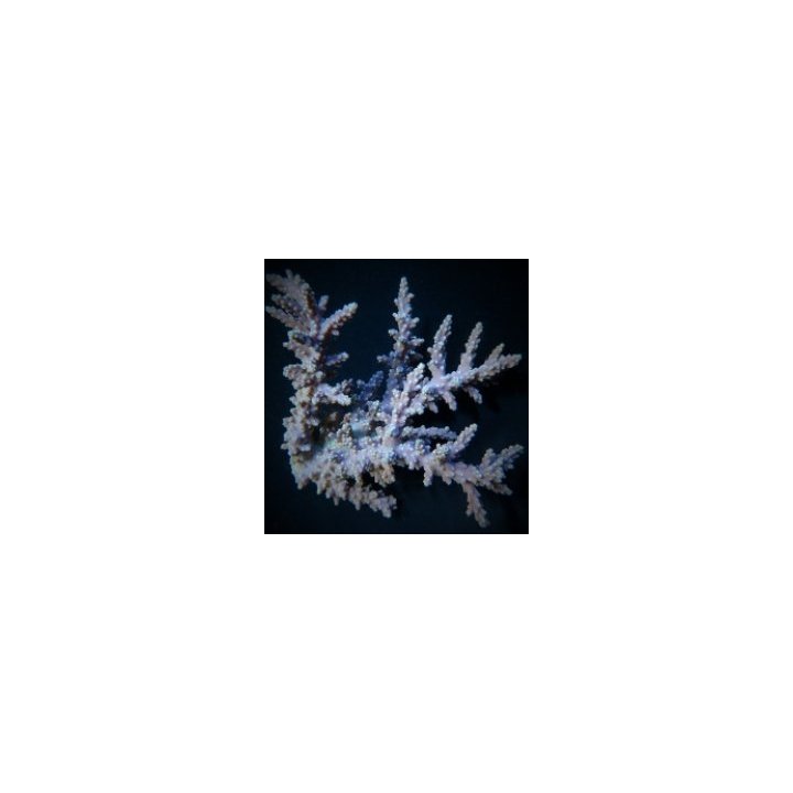 Acropora horrida (frag) | SPS-kivikoralli | Akvaariokeidas
