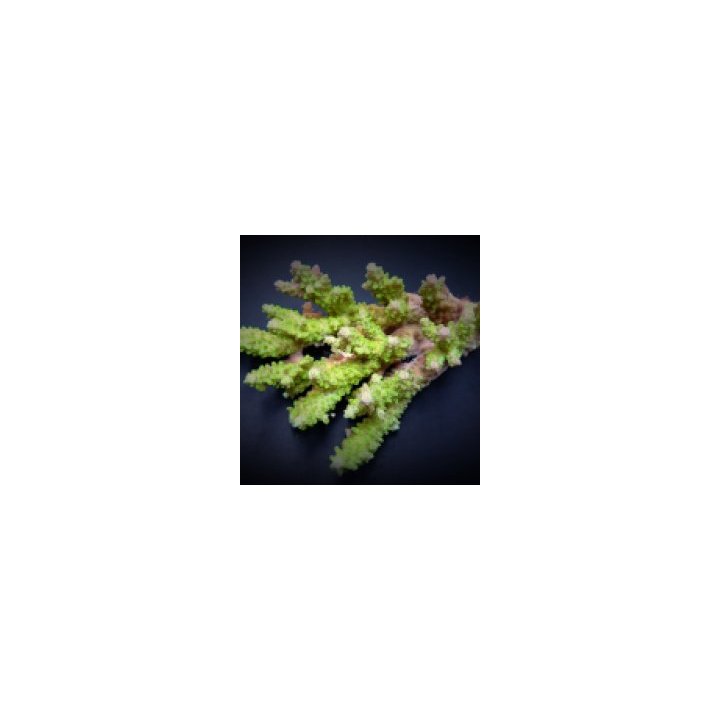 Acropora spp. (Green) (frag) | SPS stony coral | Akvaarioke…