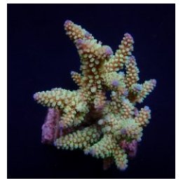 Acropora nasuta (frag) | SPS-kivikoralli | Akvaariokeidas