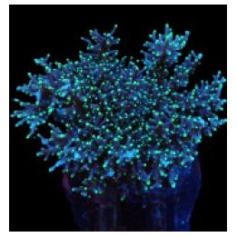 Acropora carduus (frag) | SPS-kivikoralli | Akvaariokeidas