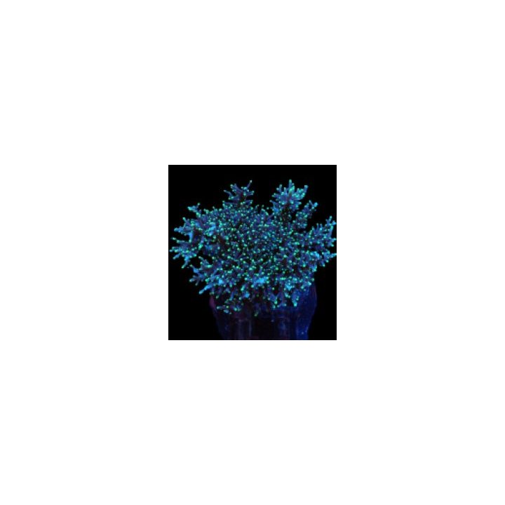 Acropora carduus (frag) | SPS stony coral | Akvaariokeidas