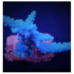 Acropora gomezi (frag) | SPS stony coral | Akvaariokeidas