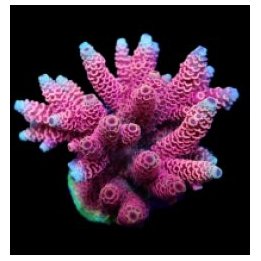 Acropora millepora (Red-Pink) (frag) | SPS-kivikoralli | Ak…