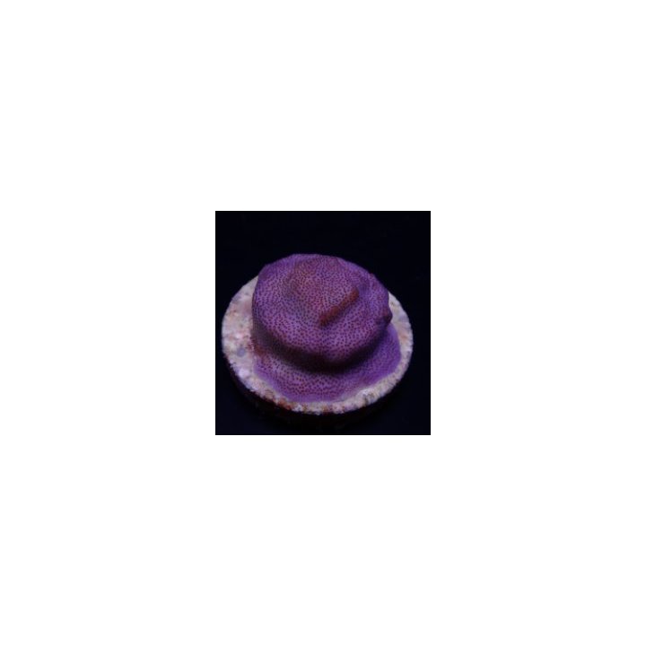 Montipora spp. (Encrusting) (Purple-Blue polyp) (frag) | SP…